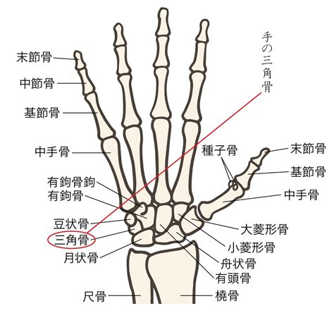 手指指|【手根骨・中手骨・手指骨】イラスト図解でわかりや。